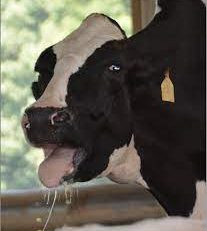 استرس گرمایی