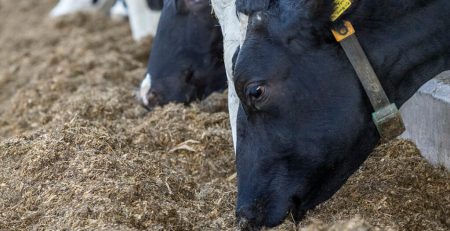 افزودنی دام