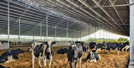 گروه بندی گاوها