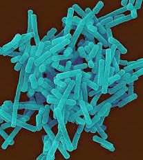 لاکتوباسیلوس بوچنری