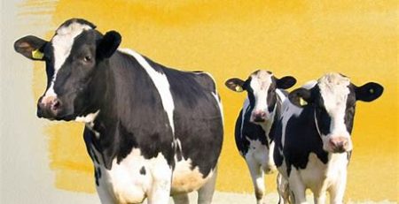 موننسین جمعیت میکروبی